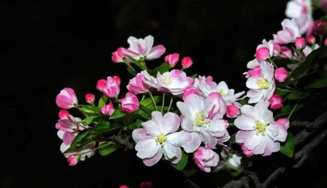 赏花赏海棠，品种众多的海棠花，这几种花期长适合养