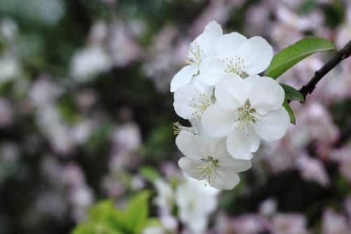 赏花赏海棠，品种众多的海棠花，这几种花期长适合养