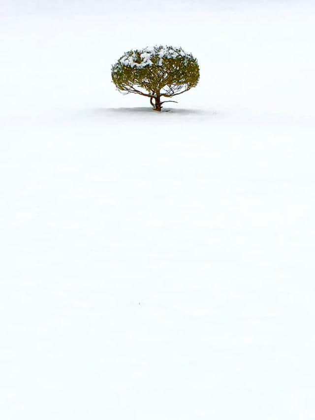 15个描写雪的片段，给京城春雪中快乐的你