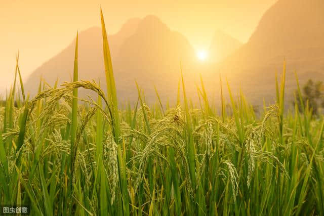 陪着孩子读经典：从《天工开物》看起源于中国的水稻种植