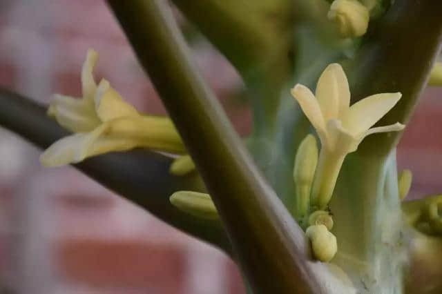 对于海棠花，这些知识你都了解吗？