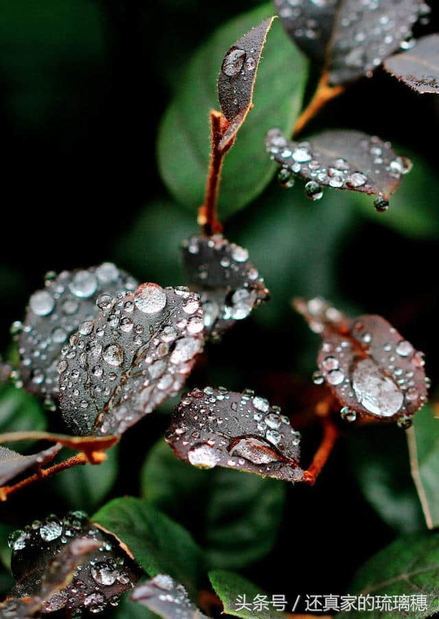 秋雨的诗句