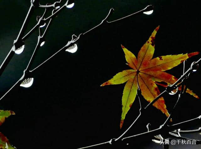 最美的秋雨诗（秋凉雨，雨凉秋）原创