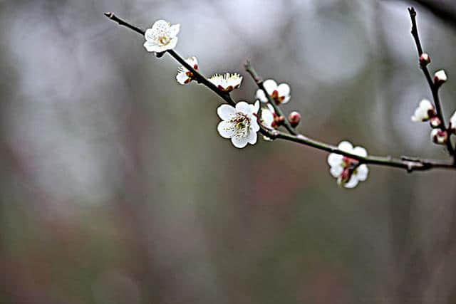 10首描写春天的诗词，其中第3首被誉为 “孤篇盖全唐”，你看过吗
