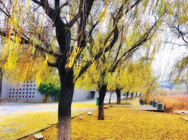 「诗词鉴赏」秋声满杨柳，秋天的柳树，另一种静谧的美