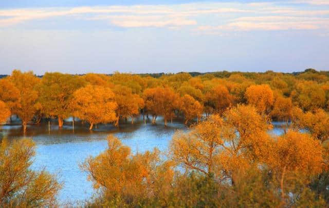 「诗词鉴赏」秋声满杨柳，秋天的柳树，另一种静谧的美