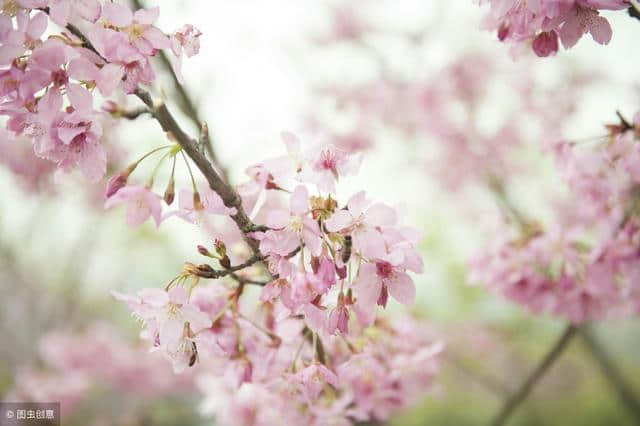 精选十首描写春天的唐诗名句，品味春之美