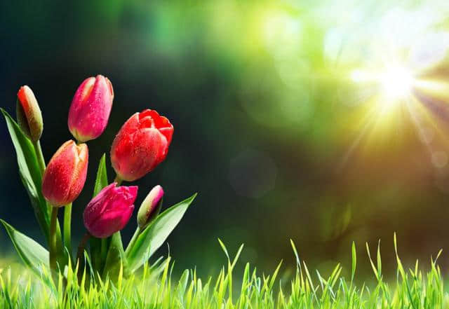 春到人间草木知，这些写春的诗句真美！