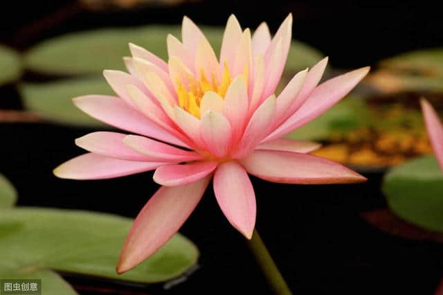 描写《花》的古诗词100卷 唯有牡丹真国色，花开时节动京城