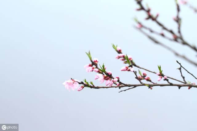 描写《花》的古诗词100卷 唯有牡丹真国色，花开时节动京城
