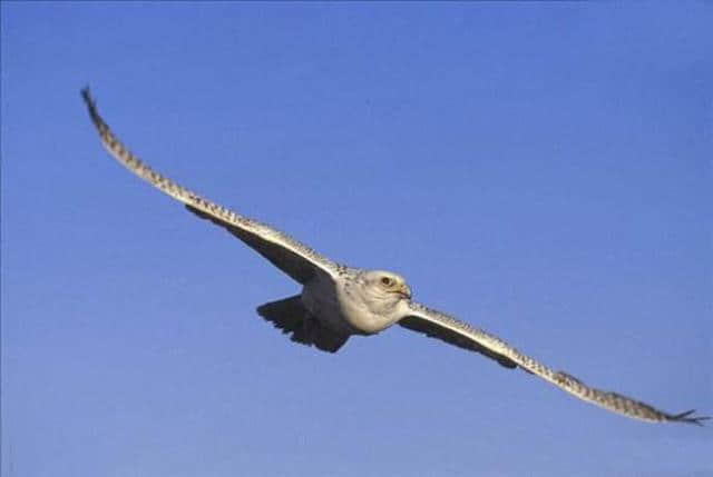 猛禽之王海东青：传说十万神鹰才出一只，古代帝王狩猎之珍禽