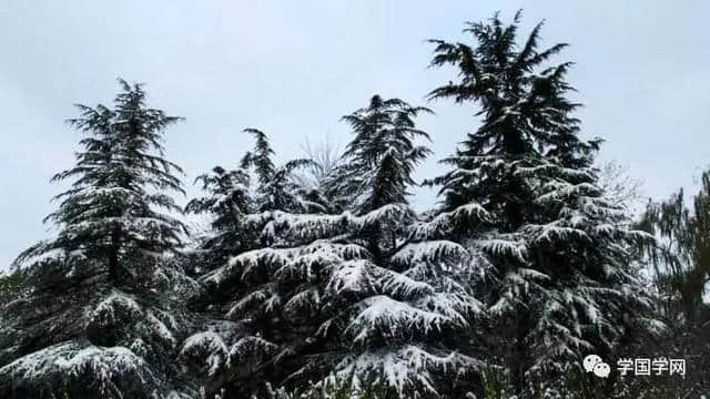 十首诗词，读懂冬天的美，雪的景
