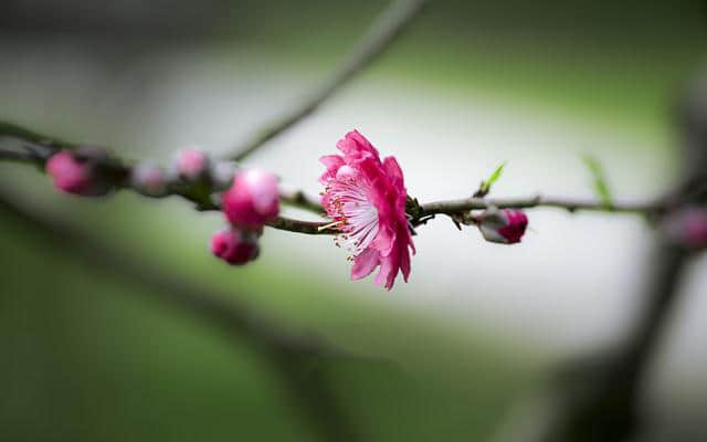 十韵咏桃花（七律十首合集）