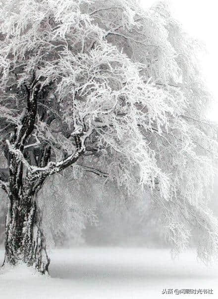 冬已至，雪已来，描写雪景的唯美古诗句，你还记得几句？