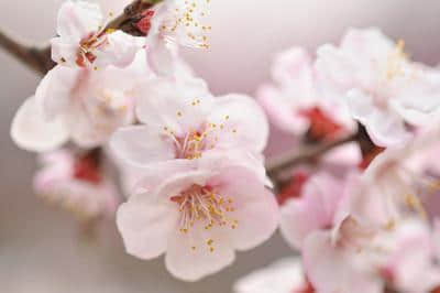 赏桃花，读诗词，“桃之夭夭，灼灼其华”，被桃花诗词惊艳的春天