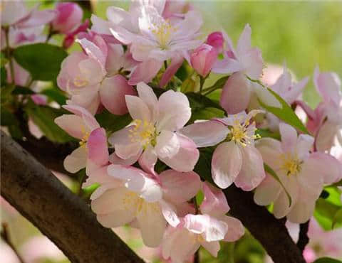 海棠花是美丽的象征，为什么被称为“断肠花”？