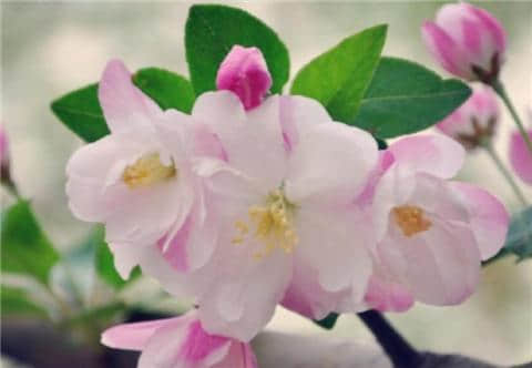 海棠花是美丽的象征，为什么被称为“断肠花”？