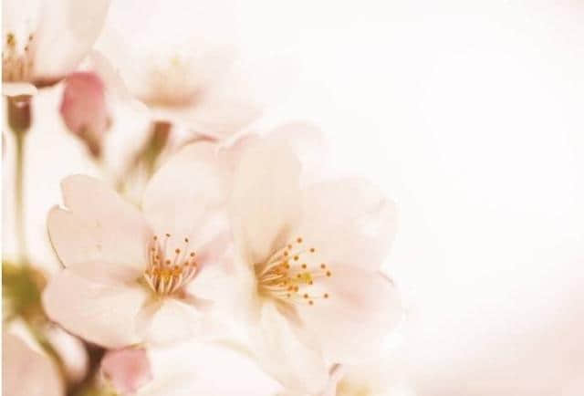 描写桃花的古诗词精选，花美情真，一起感受桃花的诗情画意