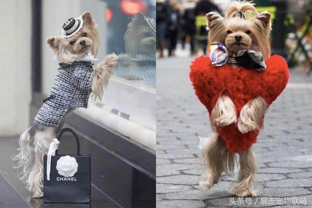 犬界也有贵妇！约瑟犬靠超时尚行头爆红成为IG大红人！