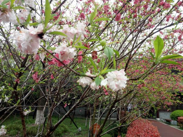 「花未眠•江苏的花」—桃花坞里桃花庵：泰州桃园