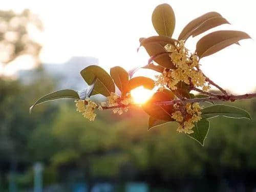 桂林桂花连续3年含苞绽放“环广西”！你闻到桂花香了吗？