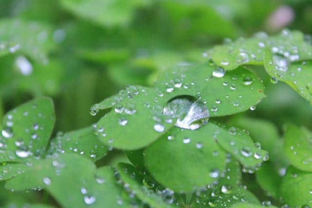 五首秋雨诗词：秋雨叶中尽相思