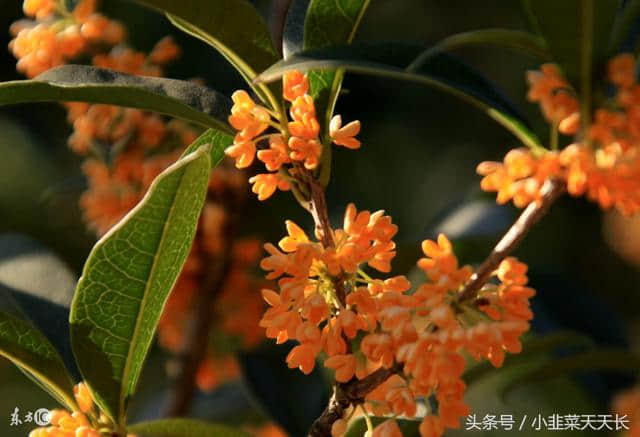 咏桂花（诗一首）