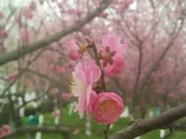 太美了！梅花开了，汉中春天太美了！