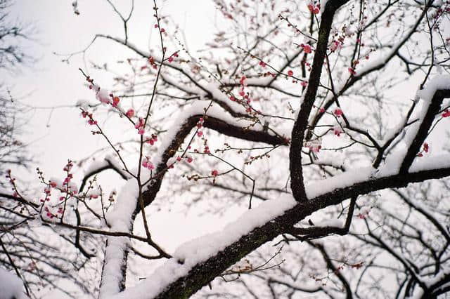 梅须逊雪三分白，雪却输梅一段香，诗词中的梅花美到骨子里
