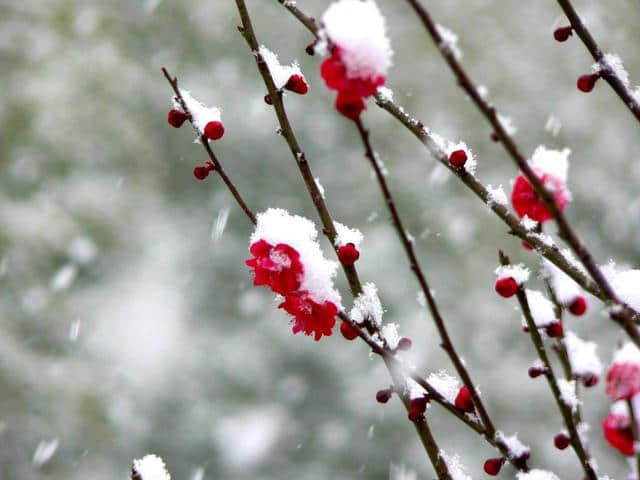梅须逊雪三分白，雪却输梅一段香，诗词中的梅花美到骨子里