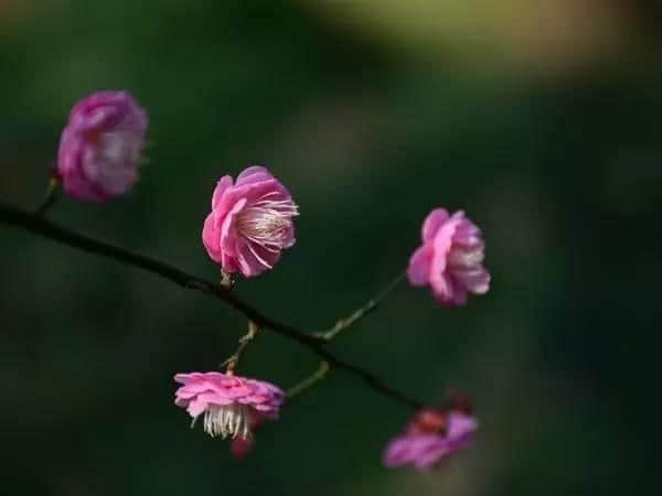 太美了！梅花开了，春节又多了一处好玩地！