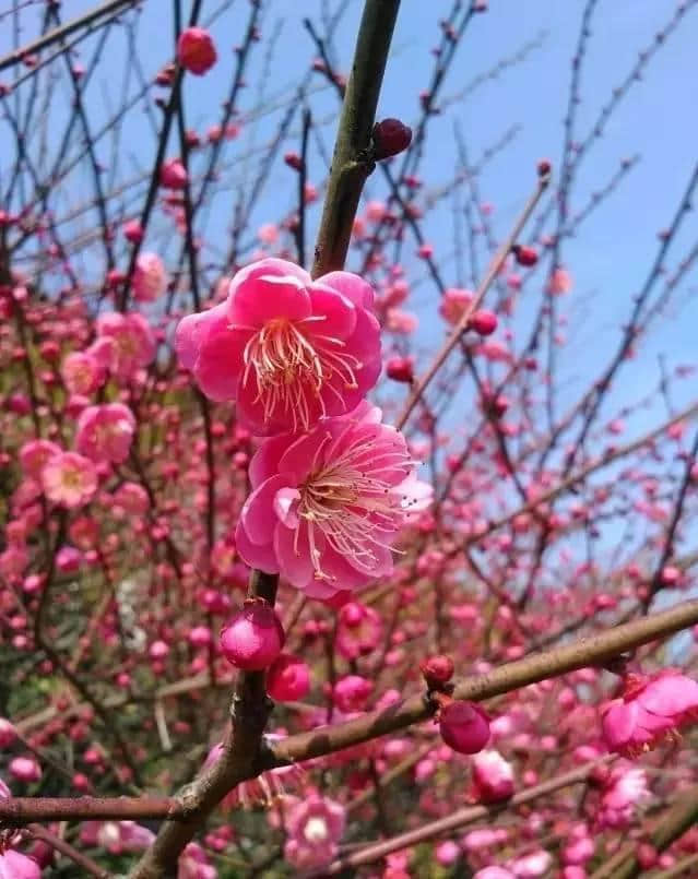 太美了！梅花开了，春节又多了一处好玩地！