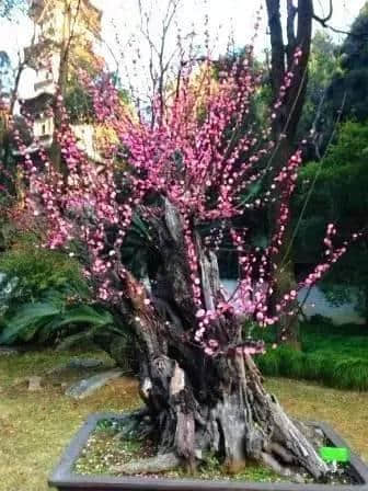 太美了！梅花开了，春节又多了一处好玩地！