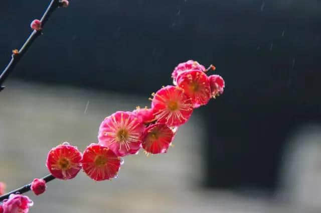 太美了！梅花开了，春节又多了一处好玩地！