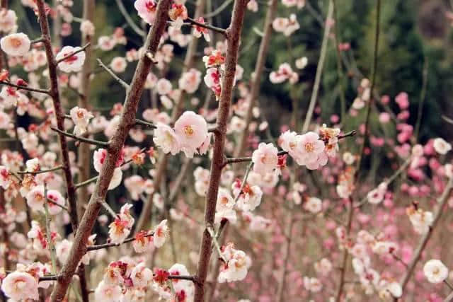 太美了！梅花开了，春节又多了一处好玩地！