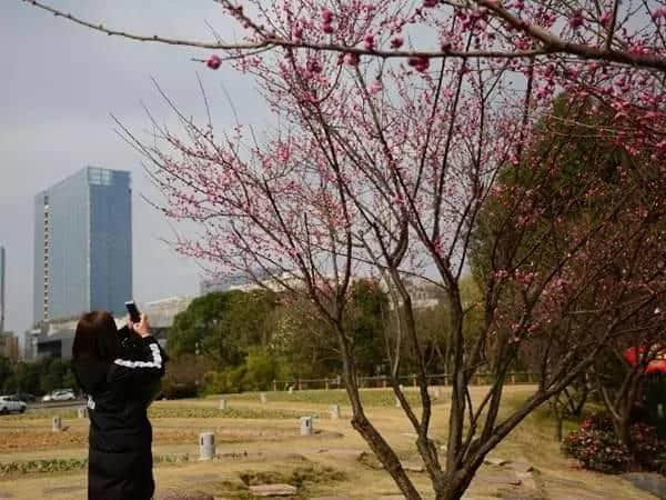 太美了！梅花开了，春节又多了一处好玩地！