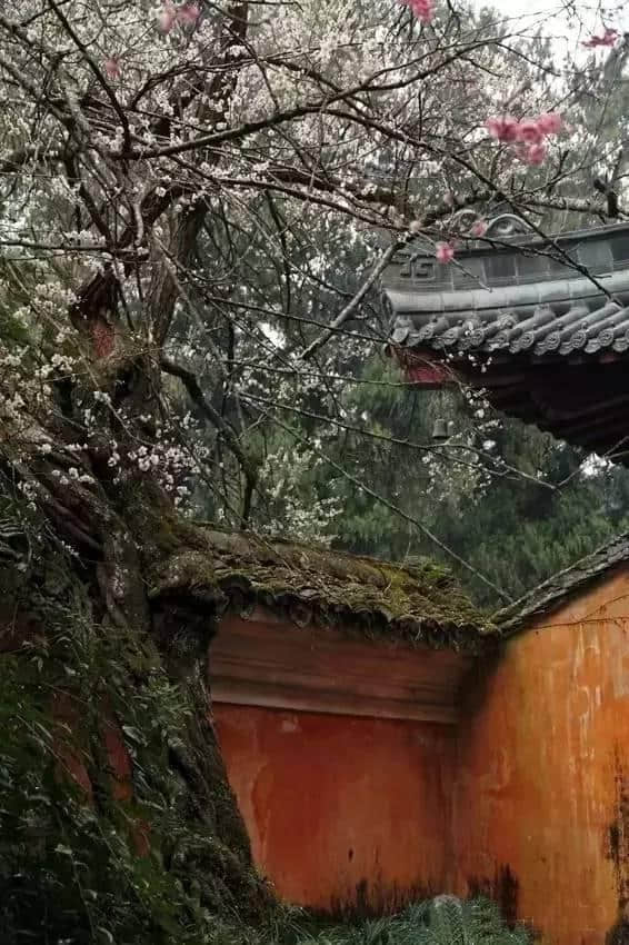 太美了！梅花开了，春节又多了一处好玩地！