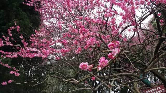 太美了！梅花开了，春节又多了一处好玩地！