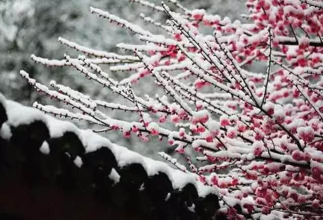 诗词｜冬日最美的景：梅须逊雪三分白，雪却输梅一段香