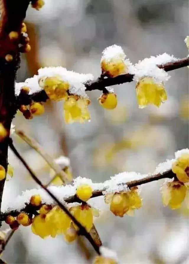 诗词｜冬日最美的景：梅须逊雪三分白，雪却输梅一段香
