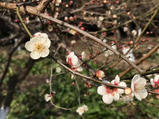 晴好冬日，世纪公园的梅花开了！