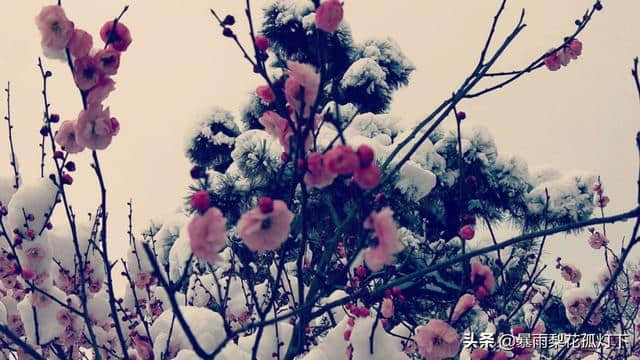 梅须逊雪三分白，雪却输梅一段香——南京大雪后梅花欣赏诗词大会