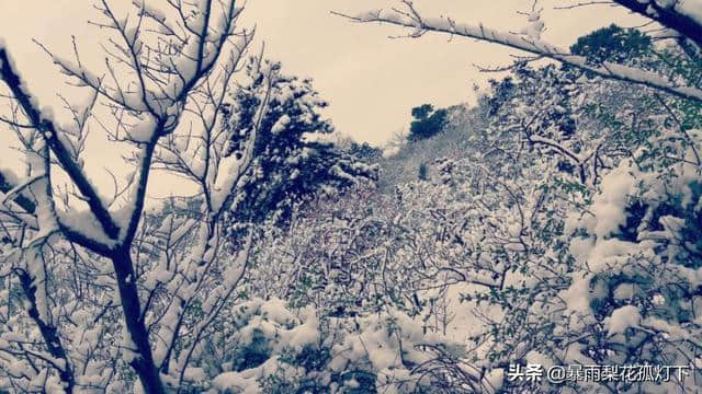 梅须逊雪三分白，雪却输梅一段香——南京大雪后梅花欣赏诗词大会