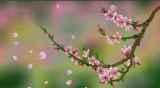唐伯虎十首桃花诗，这才是唯美的“十里桃花”