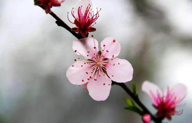 唐伯虎十首桃花诗，这才是唯美的“十里桃花”