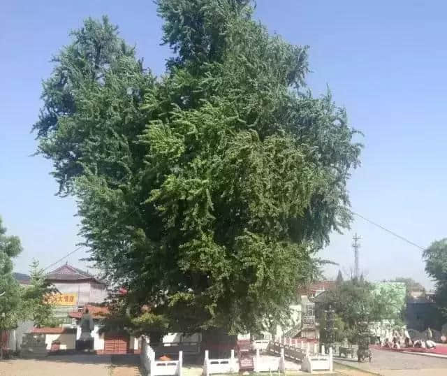 郯城县广福寺：临沂有这样一颗古老的神树