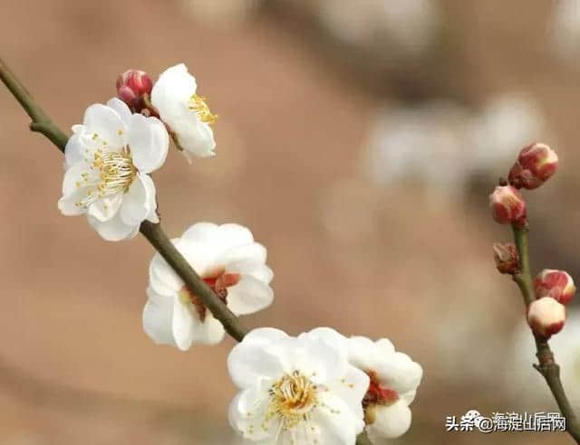 北京海淀鹫峰的梅花开了！喜欢摄影的朋友可以先来尝鲜