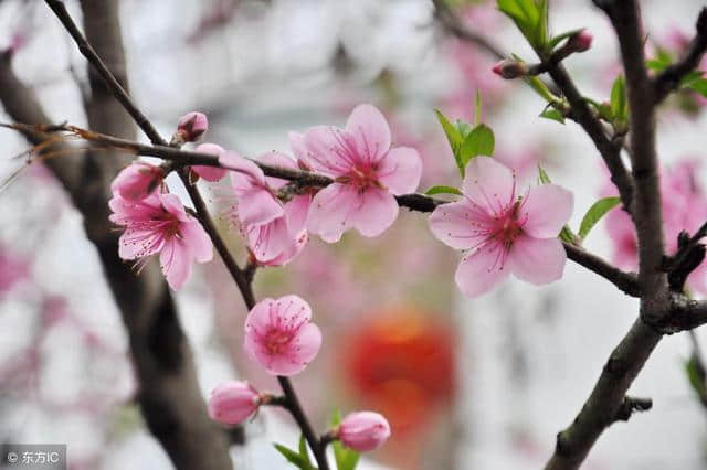 唐伯虎的八首桃花诗，瞧一处你看好的“十里桃花”！