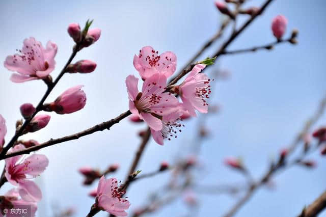 唐伯虎的八首桃花诗，瞧一处你看好的“十里桃花”！