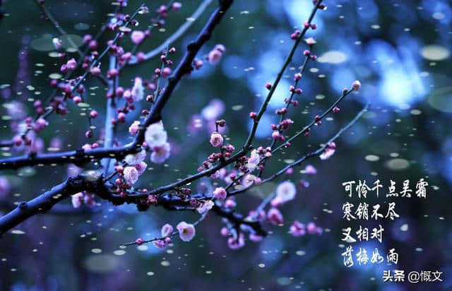 每日一典 第14.凌风傲雪的梅花能否代表中国人的不屈精神？